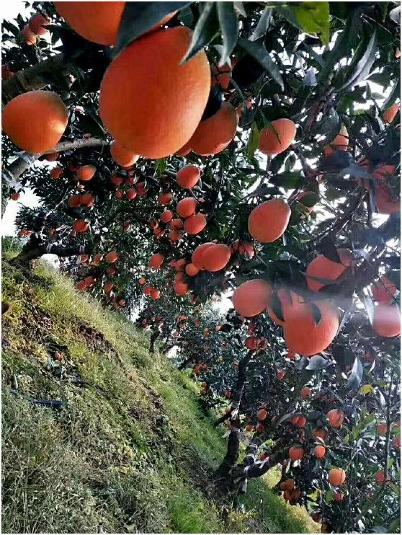 湖北秭归原产地直供支持一件代发