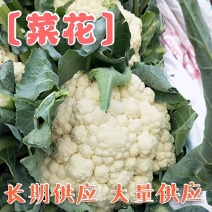 【精品】菜花〔商超品质价格低廉〕代发全国