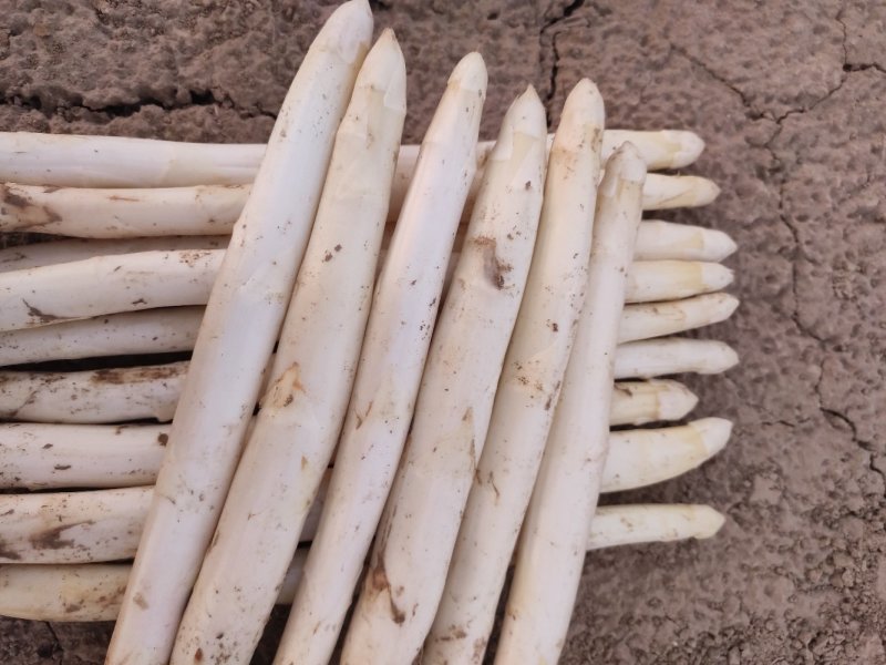 芦笋白芦笋一级白芦笋条形直一件代发包邮精选