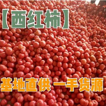 【精品】西红柿〔弧三以上〕硬粉产地直销一手货源