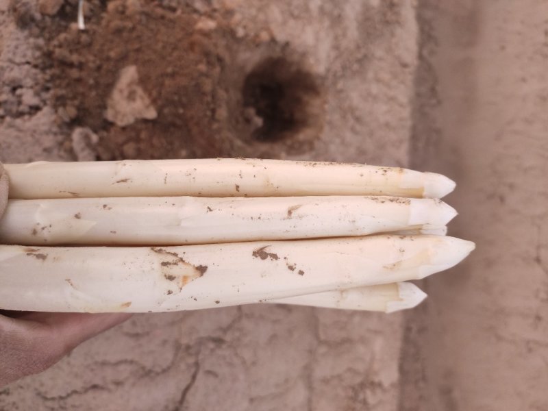 白芦笋芦笋白芦笋农家种植现摘发货商超电商一件代发质量保证