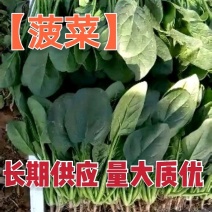 【精品】菠菜〔商超品质价格低廉〕走超市市场必选