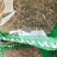 中药材生伸筋草正品舒筋草