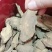 中药材新货大黄片选无硫生大黄粉中草药