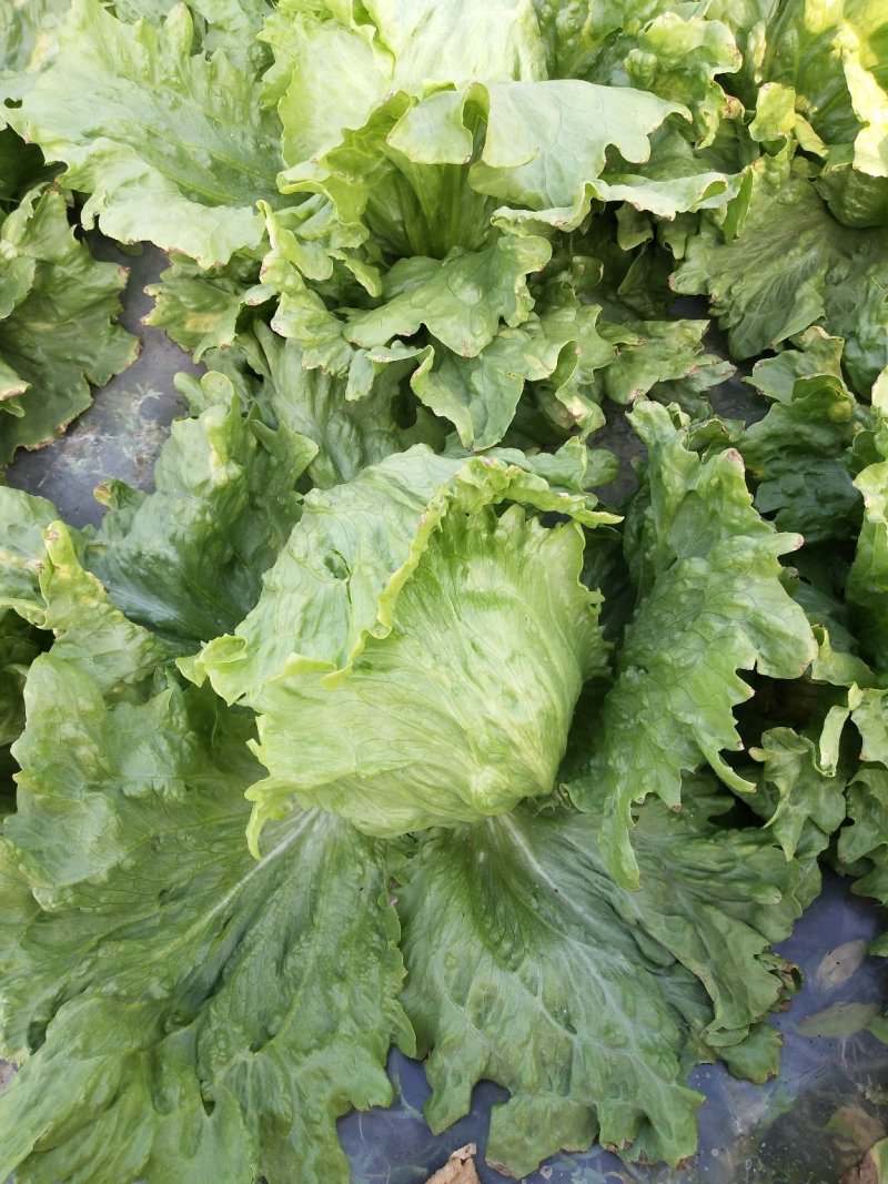 生菜球