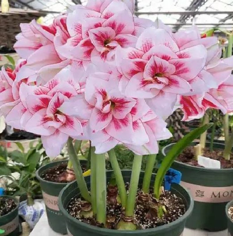 荷兰朱顶红种球庭院种植花卉盆栽室内花苗开花