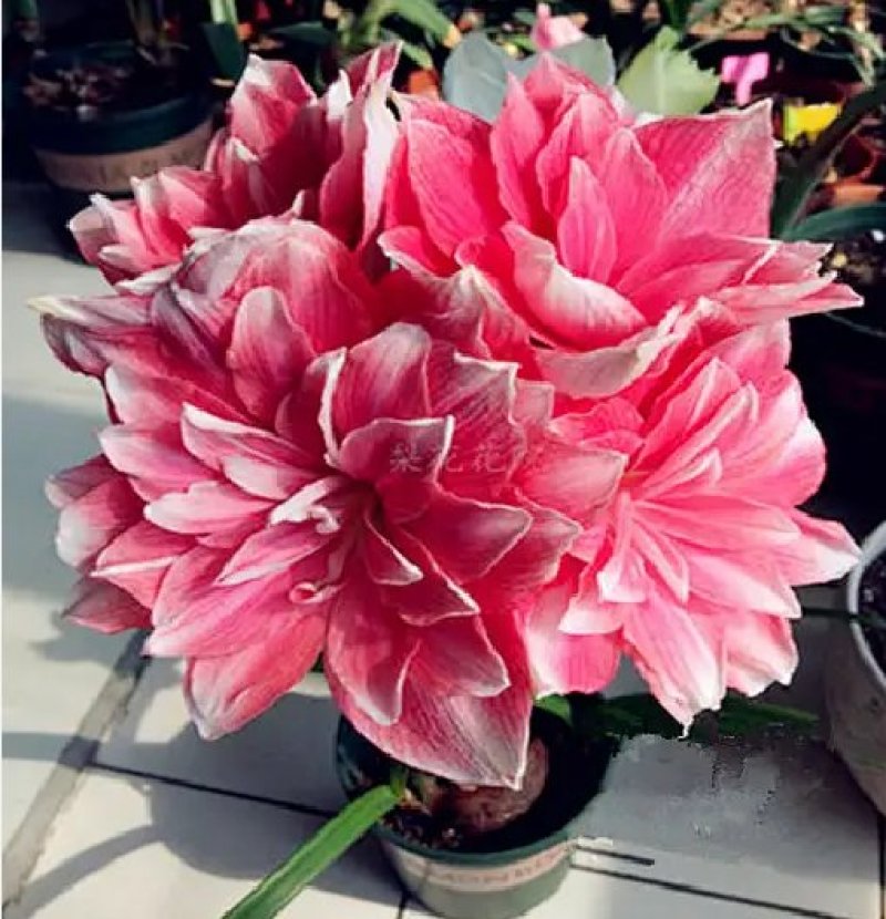 荷兰朱顶红种球庭院种植花卉盆栽室内花苗开花
