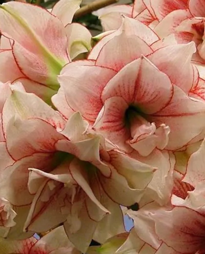 荷兰朱顶红种球庭院种植花卉盆栽室内花苗开花