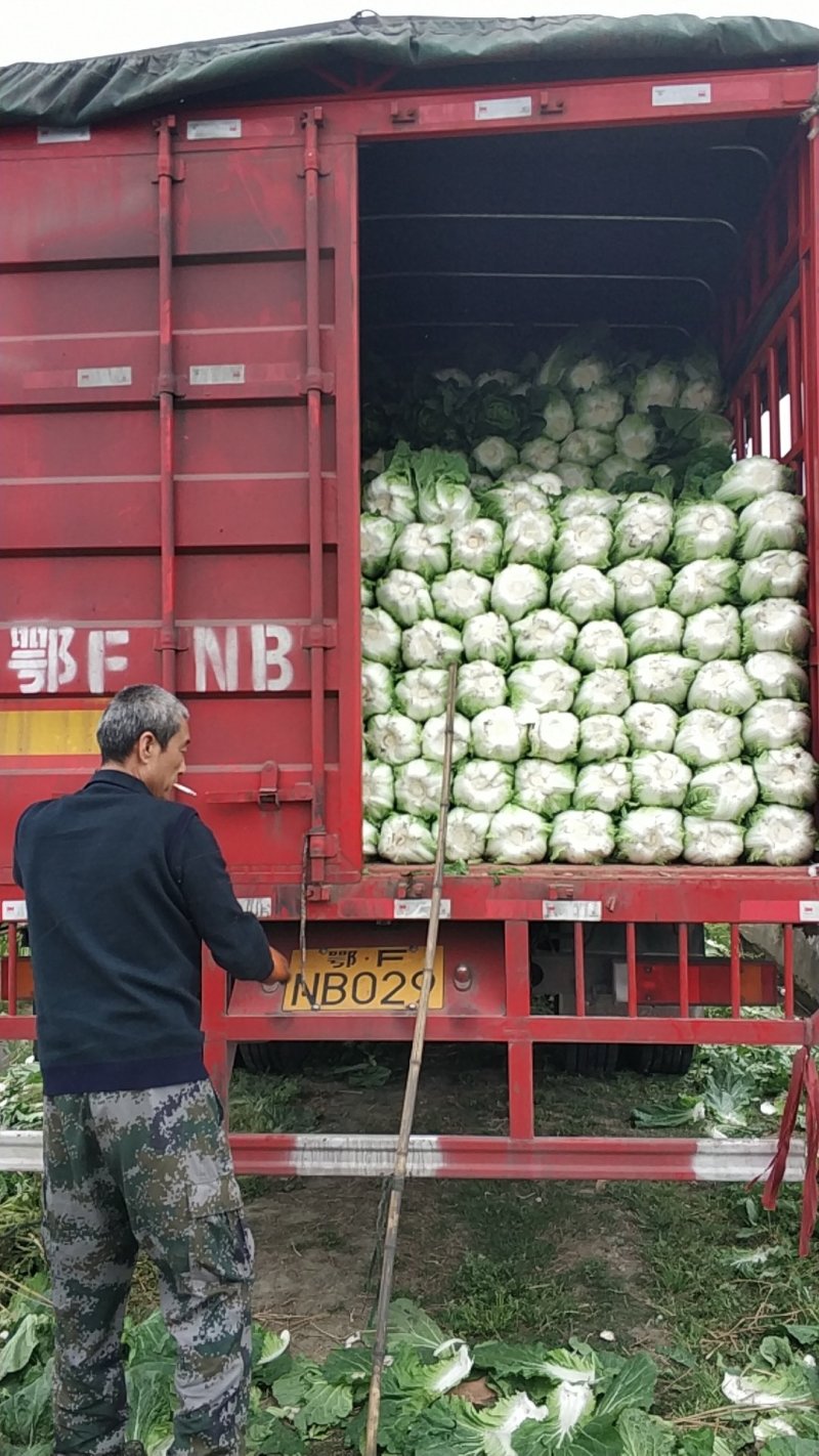 （黄心白菜）批发商，市场，商超电商优先供货可实地考察看货