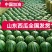 甜王西瓜，早春红玉，2K，墨童西瓜，大红瓤黑子，代发全国