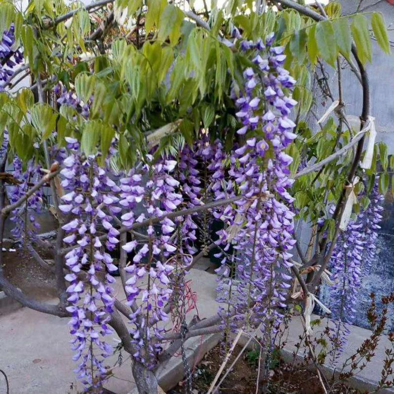 紫藤苗，多紫藤花苗，爬藤盆栽花园围墙庭院攀援植物紫藤树苗