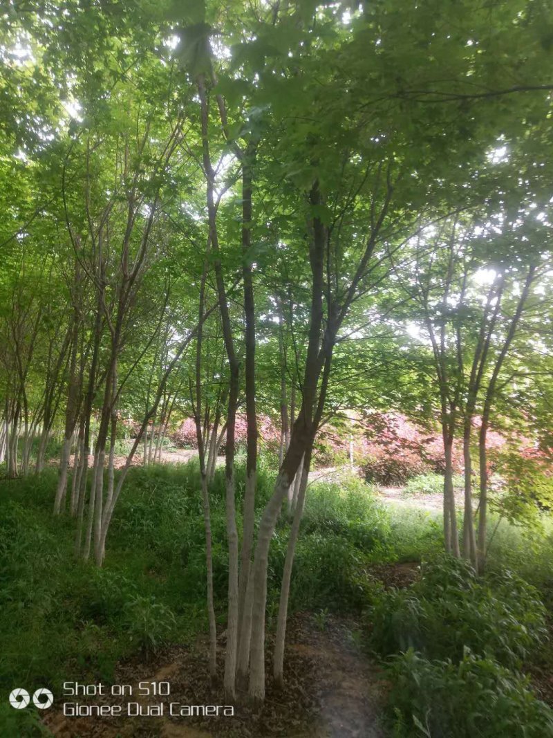 长期供应丛生五角枫，精品苗，工程苗