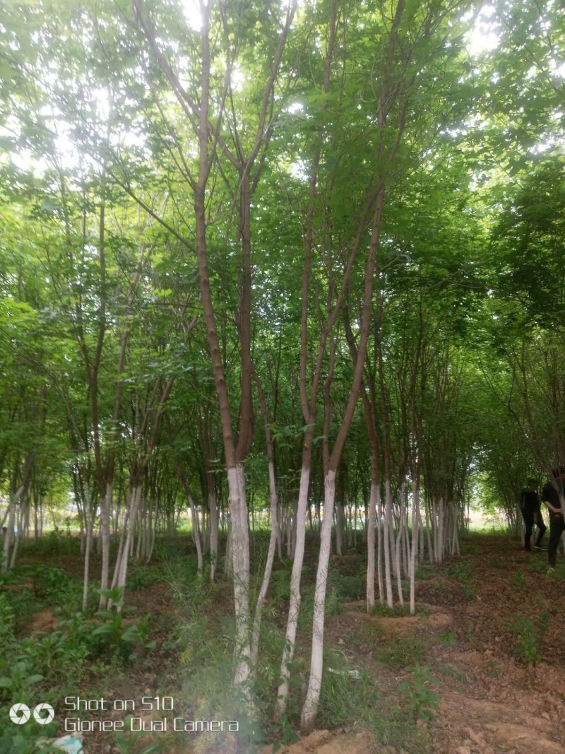 长期供应丛生五角枫，精品苗，工程苗