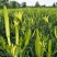 【精品无硫】陕西大荔黄花菜干货无硫散装自然晾干农家金针菜