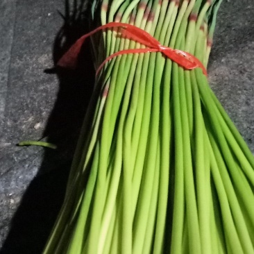 山东省聊城市东昌府红帽蒜苔上市中对接全国量大从优