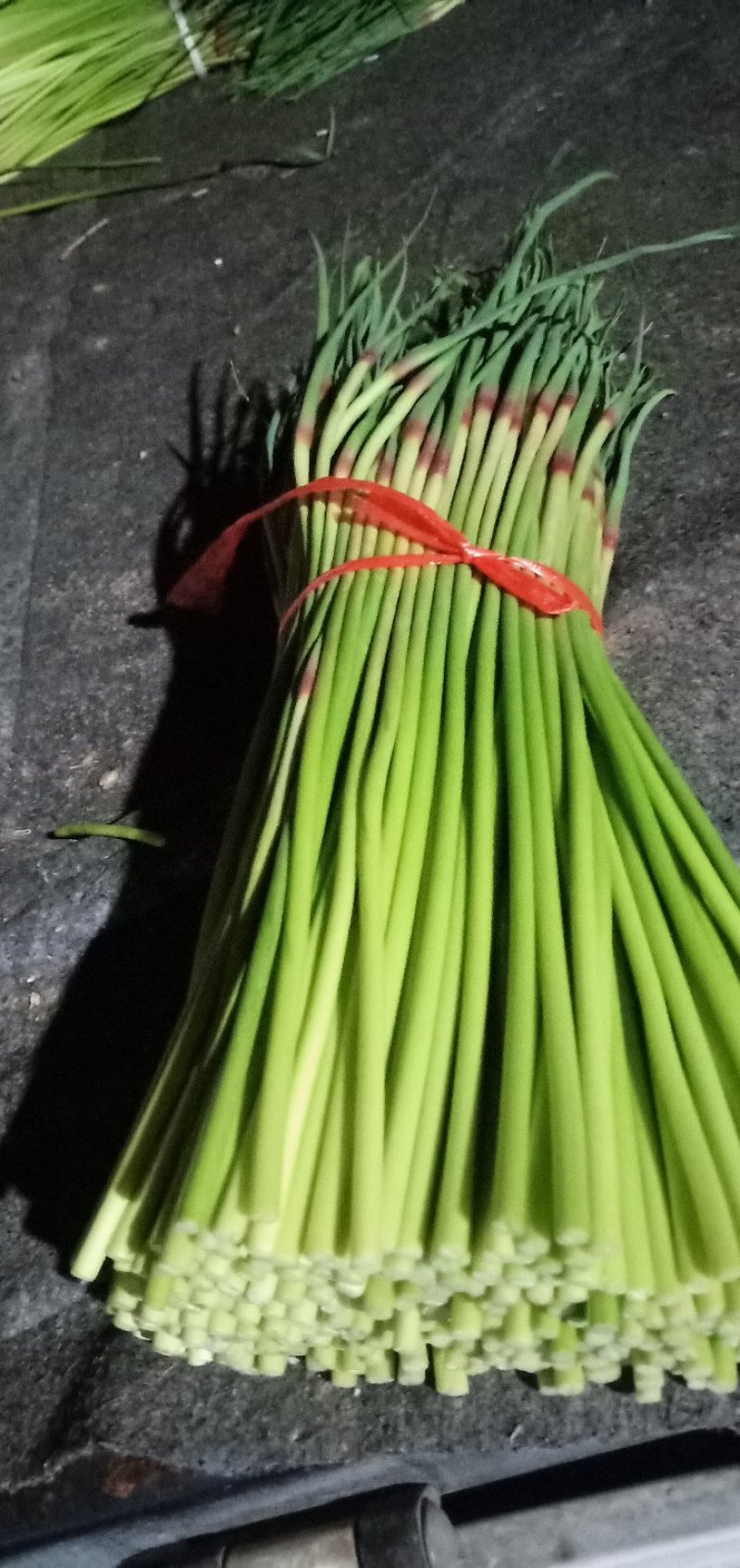 山东省聊城市东昌府红帽蒜苔上市中对接全国量大从优