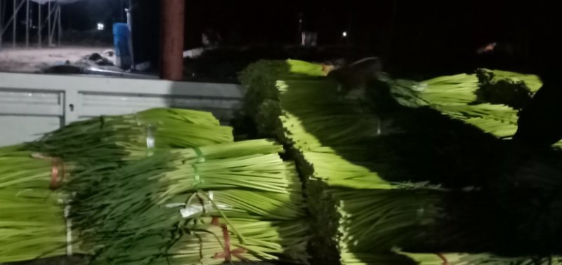 山东省聊城市东昌府红帽蒜苔上市中对接全国量大从优