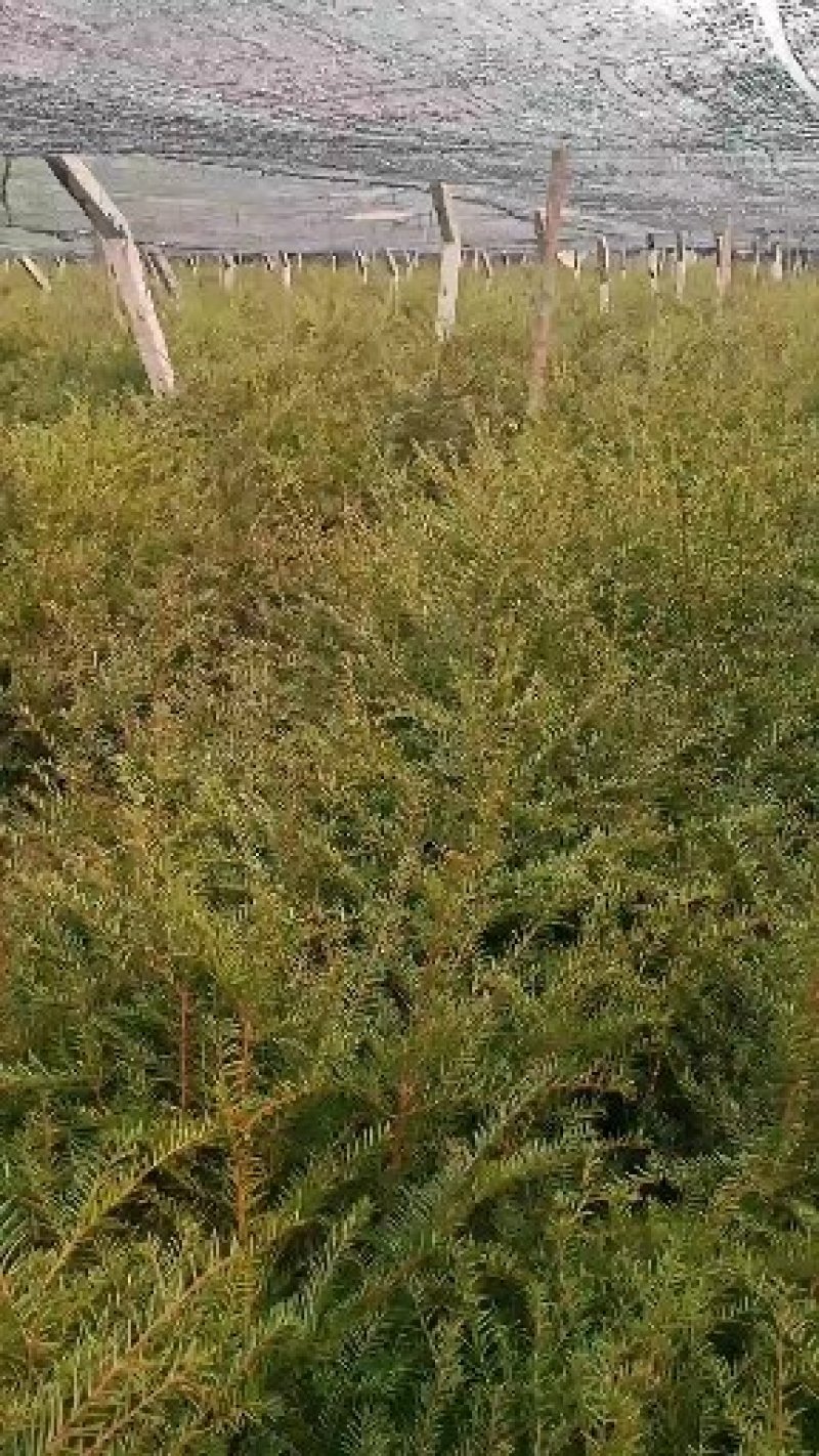 纯东北红豆杉籽播苗