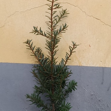 纯东北红豆杉籽播苗