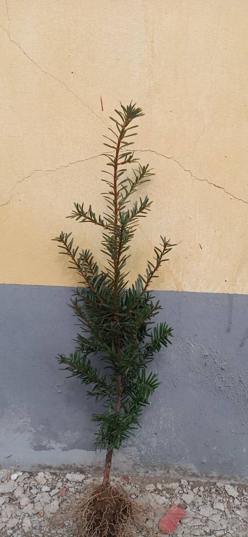 纯东北红豆杉籽播苗