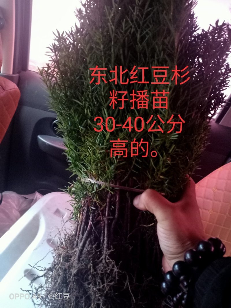 纯东北红豆杉籽播苗