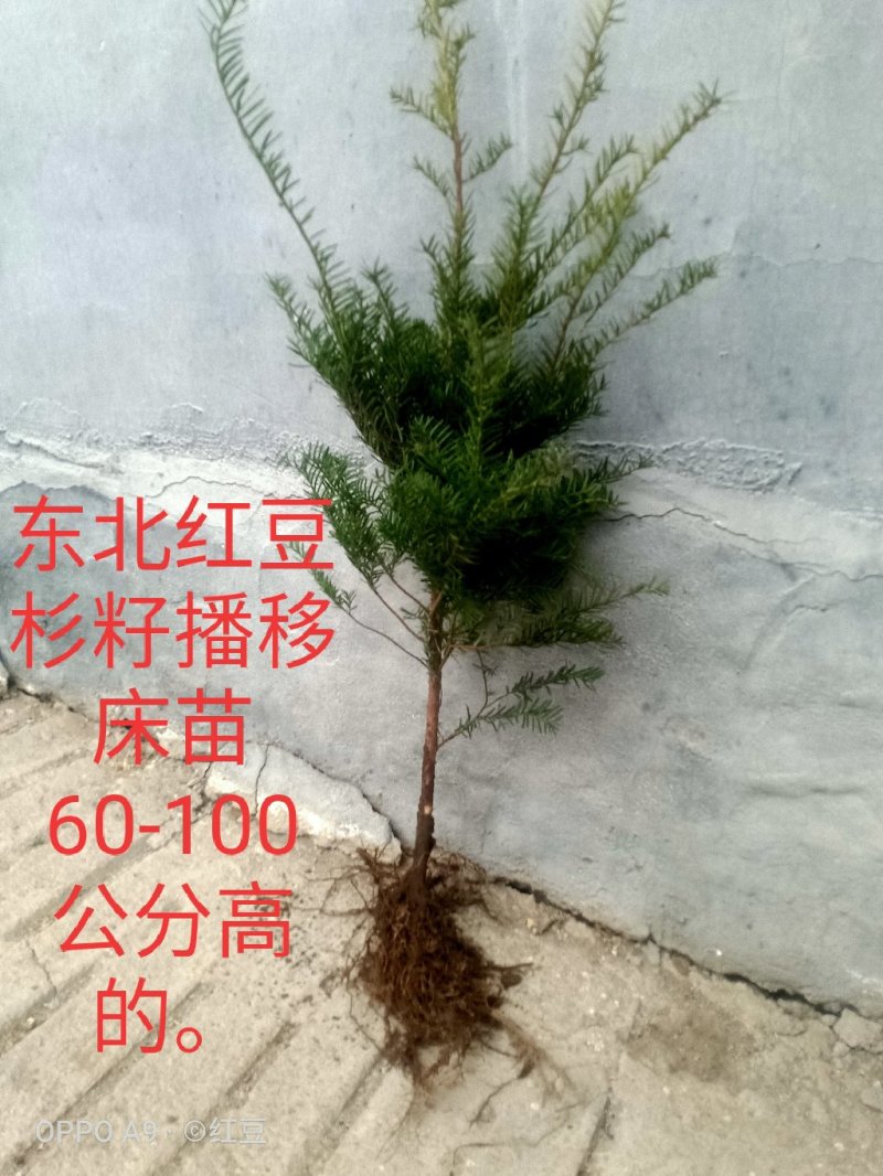 纯东北红豆杉籽播苗