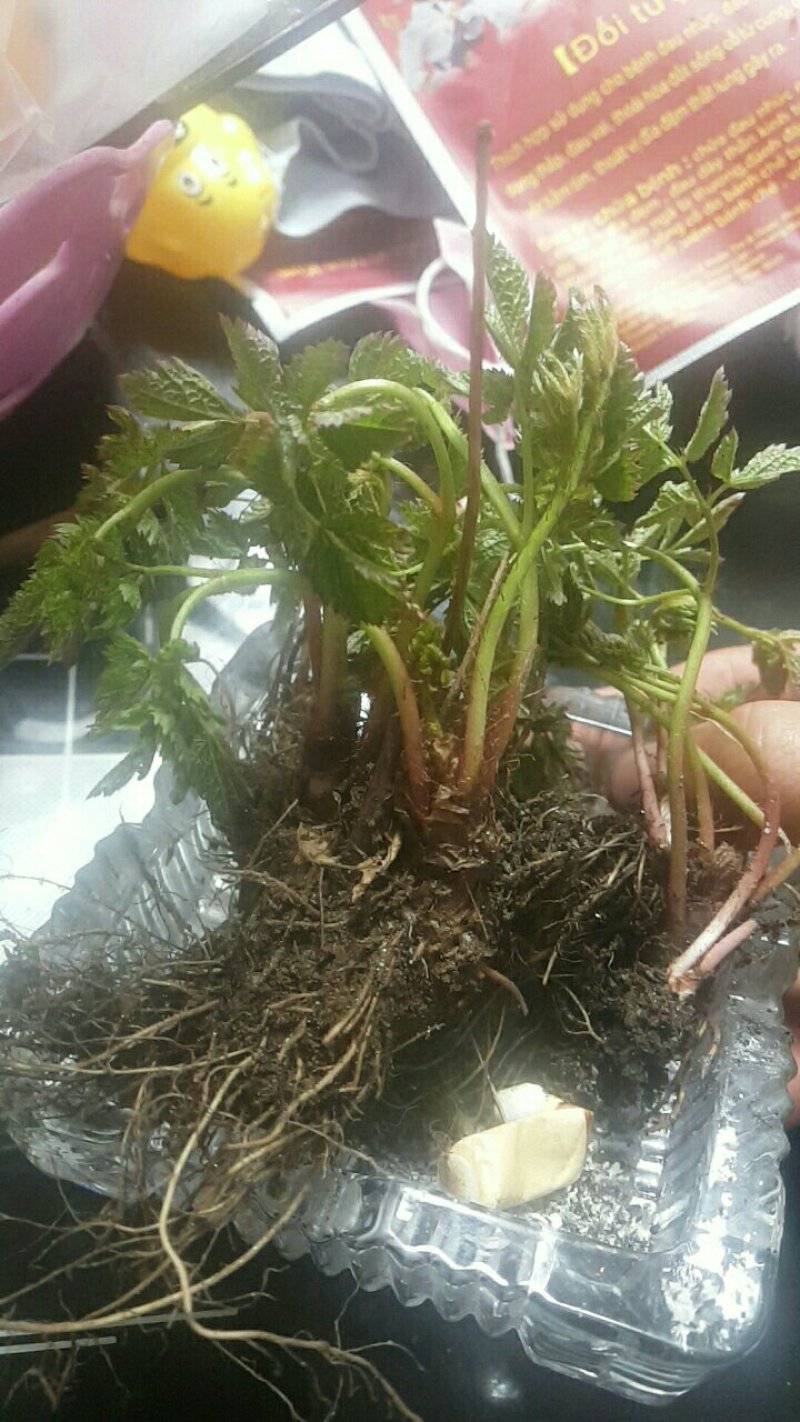 落新妇，东北落新妇，庭院绿化的好选择，欢迎采购