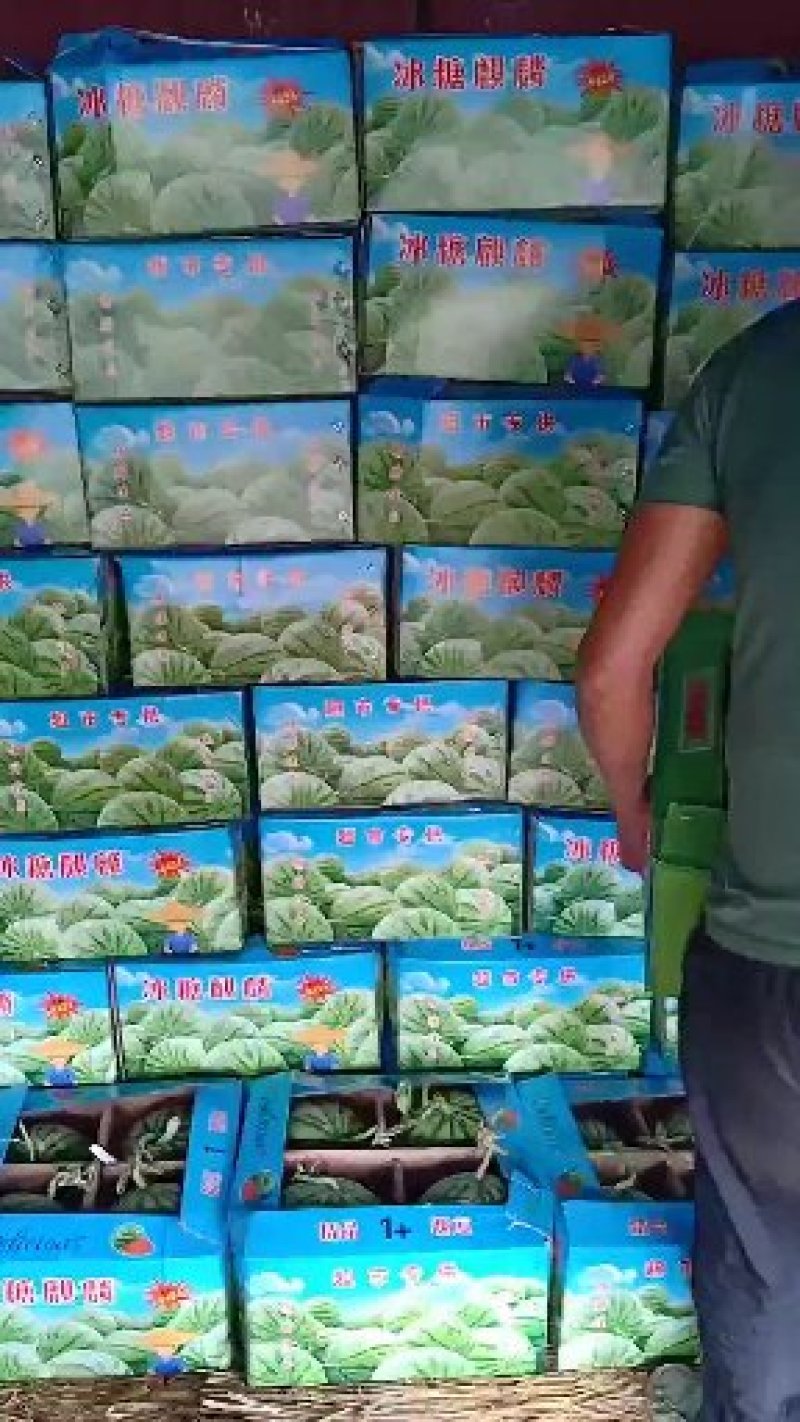 【诚信第一】精品美都西瓜8424西瓜大量供货欢迎采购