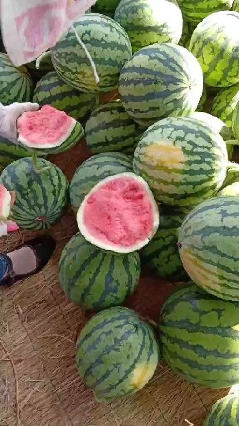 【诚信第一】精品美都西瓜8424西瓜大量供货欢迎采购