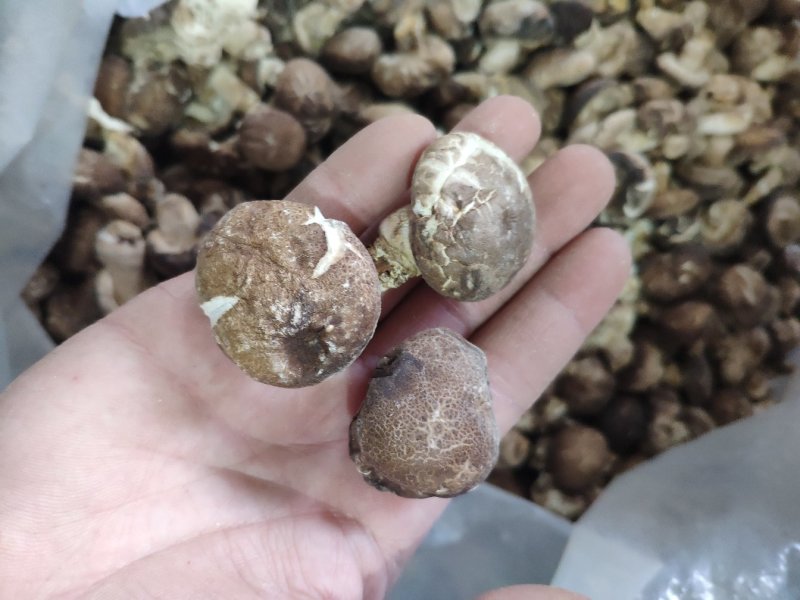 秋栽菇干货麻花菇干香菇5-7厘米泌阳花菇欢迎订购