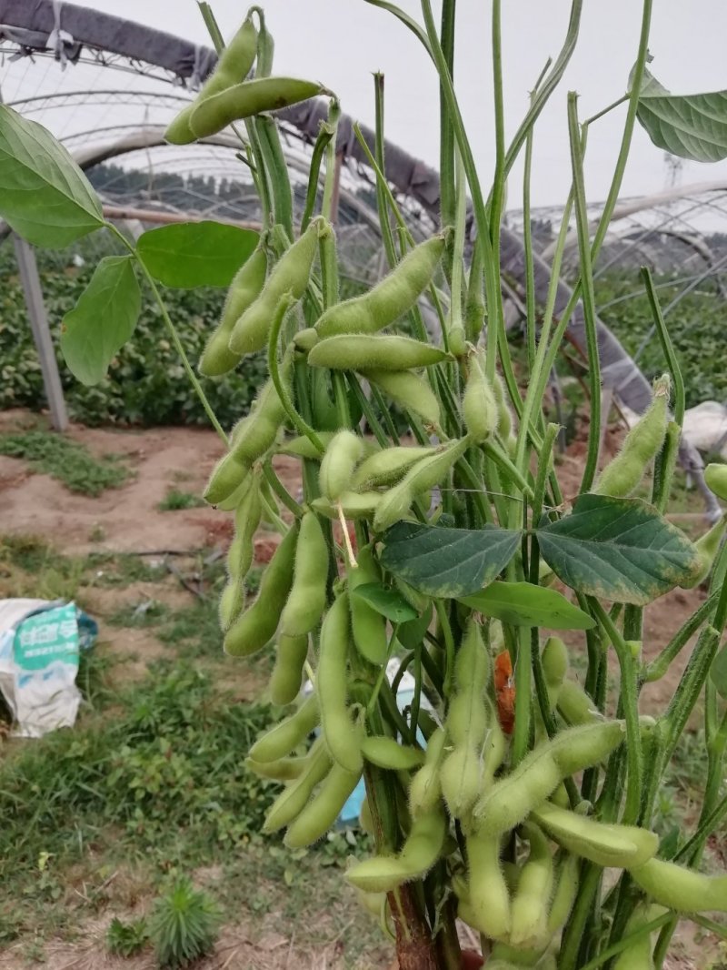 毛豆大量上市翠绿宝毛豆大棚种植货源充足欢迎咨询