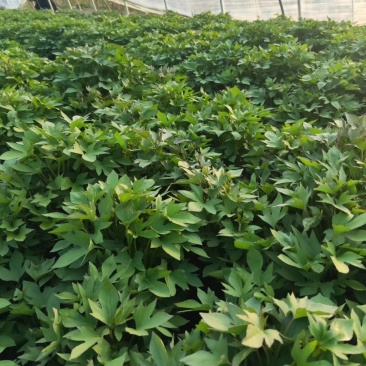 紫薯苗徐紫8号原种脱毒苗，大量出售中保质保量！价格合理！