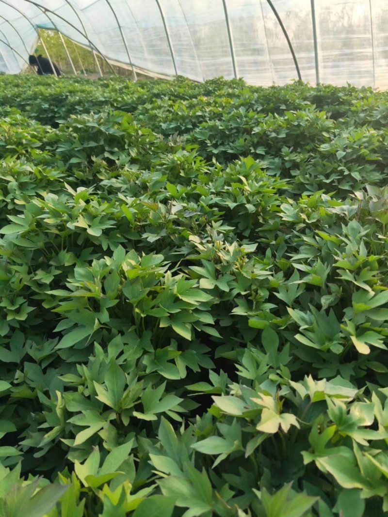 紫薯苗徐紫8号原种脱毒苗，大量出售中保质保量！价格合理！