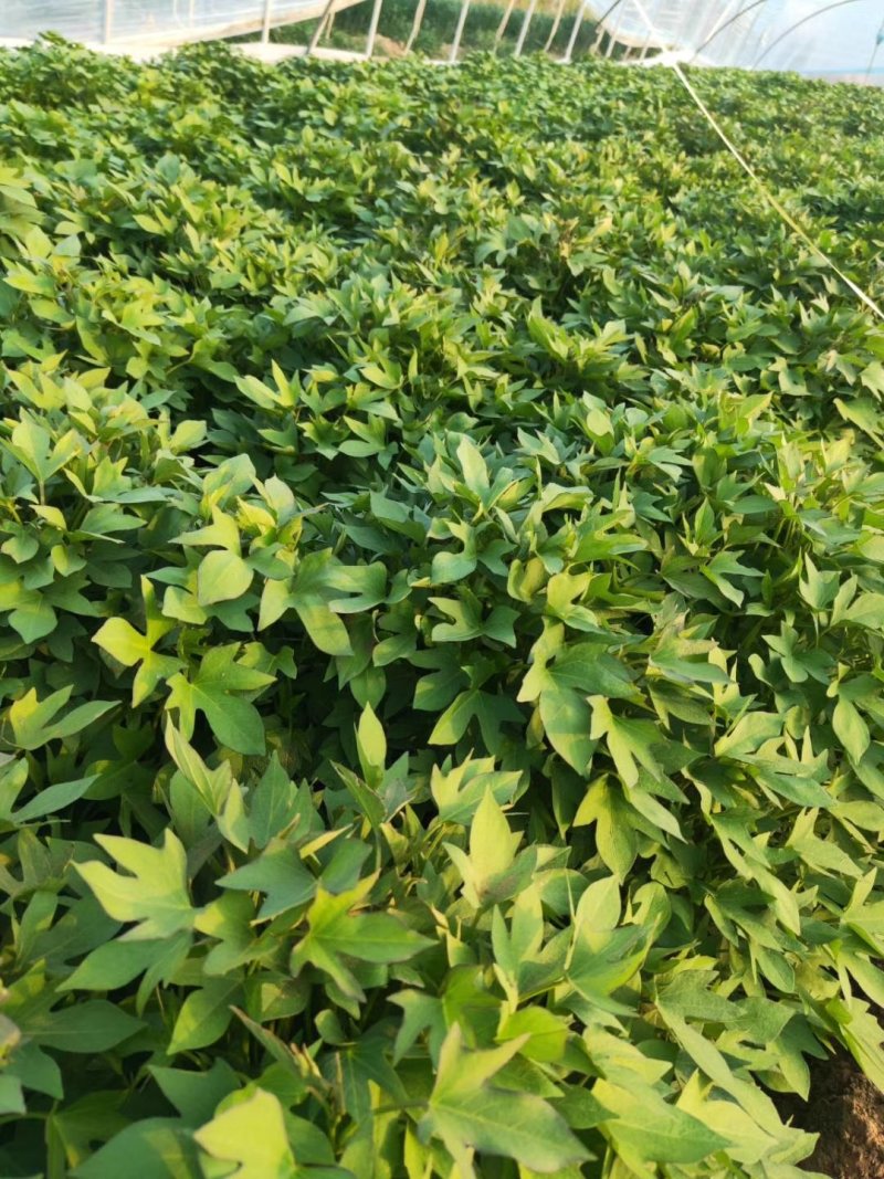 紫薯苗徐紫8号原种脱毒苗，大量出售中保质保量！价格合理！