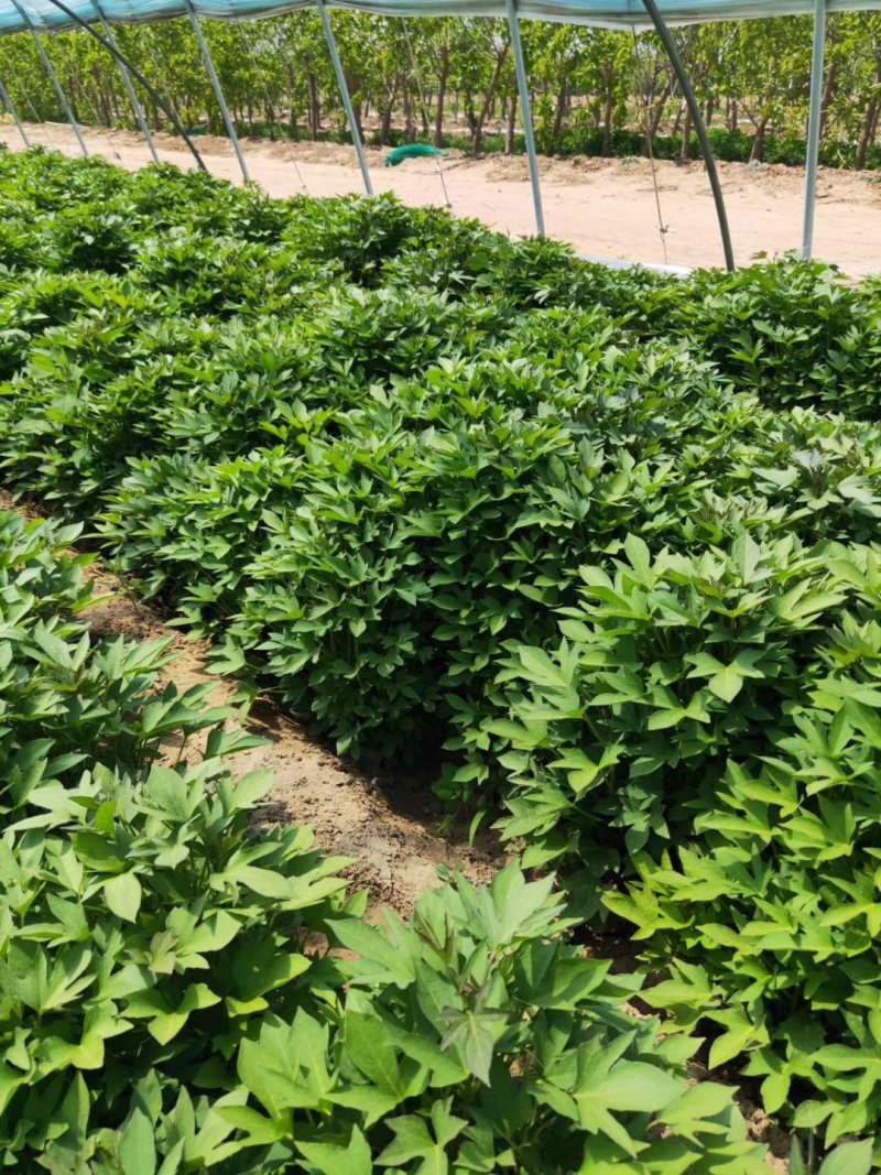 紫薯苗徐紫8号原种脱毒苗，大量出售中保质保量！价格合理！