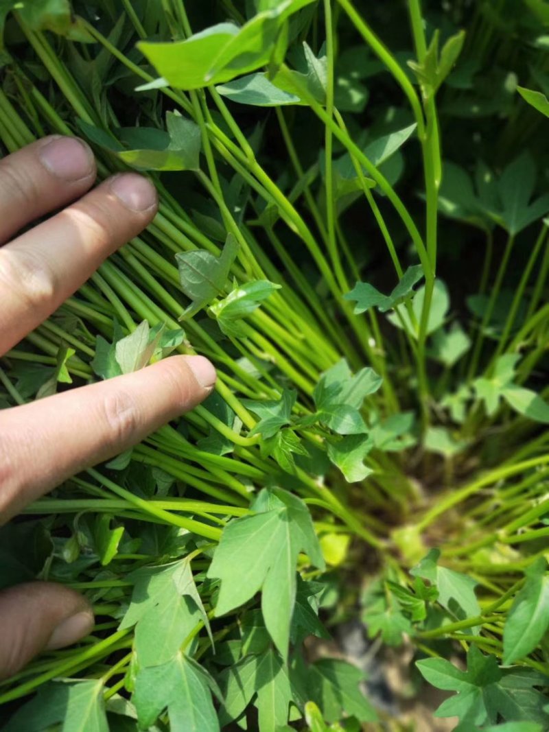 紫薯苗徐紫8号原种脱毒苗，大量出售中保质保量！价格合理！