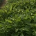 紫薯苗徐紫8号原种脱毒苗，大量出售中保质保量！价格合理！