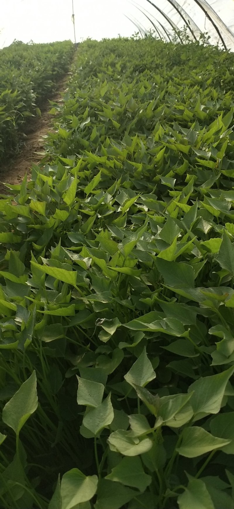 紫薯苗徐紫8号原种脱毒苗，大量出售中保质保量！价格合理！