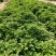 紫薯苗徐紫8号原种脱毒苗，大量出售中保质保量！价格合理！