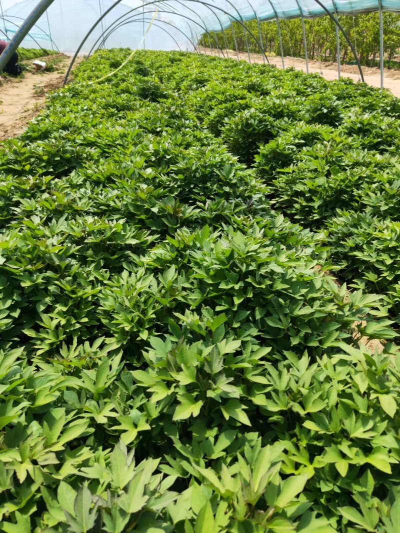 紫薯苗徐紫8号原种脱毒苗，大量出售中保质保量！价格合理！