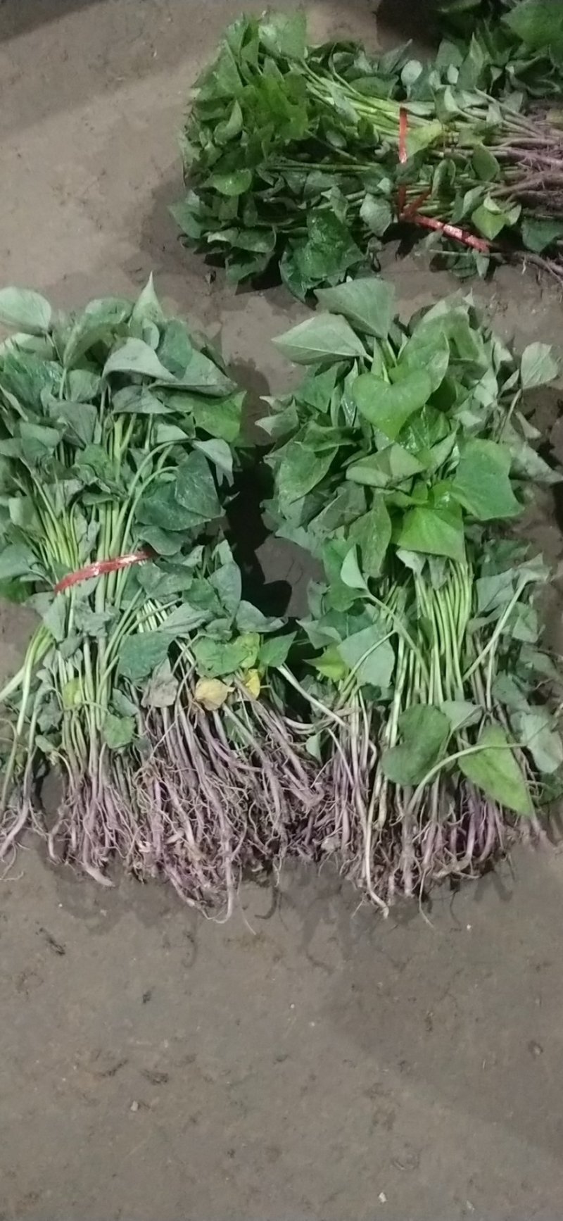 紫薯苗徐紫8号原种脱毒苗，大量出售中保质保量！价格合理！