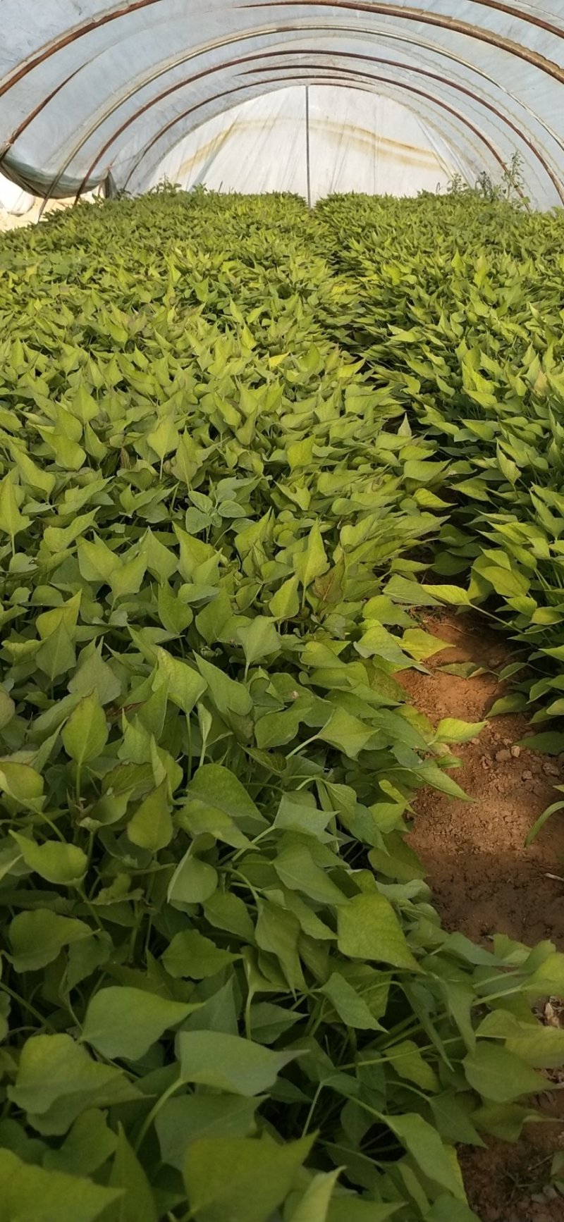 紫薯苗徐紫8号原种脱毒苗，大量出售中保质保量！价格合理！
