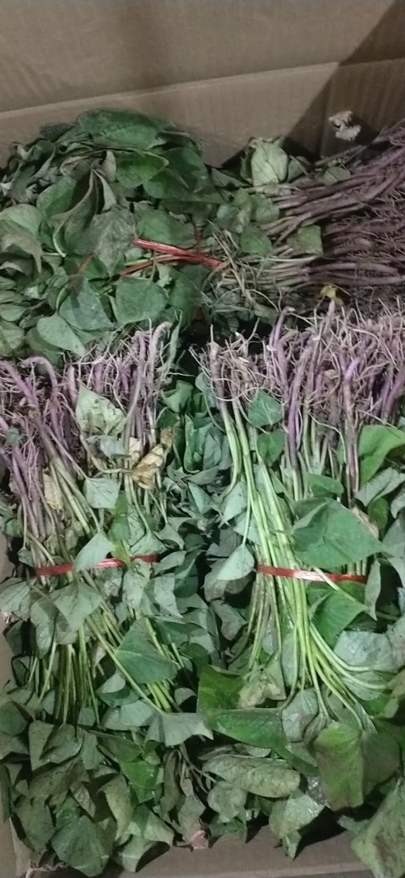紫薯苗徐紫8号原种脱毒苗，大量出售中保质保量！价格合理！