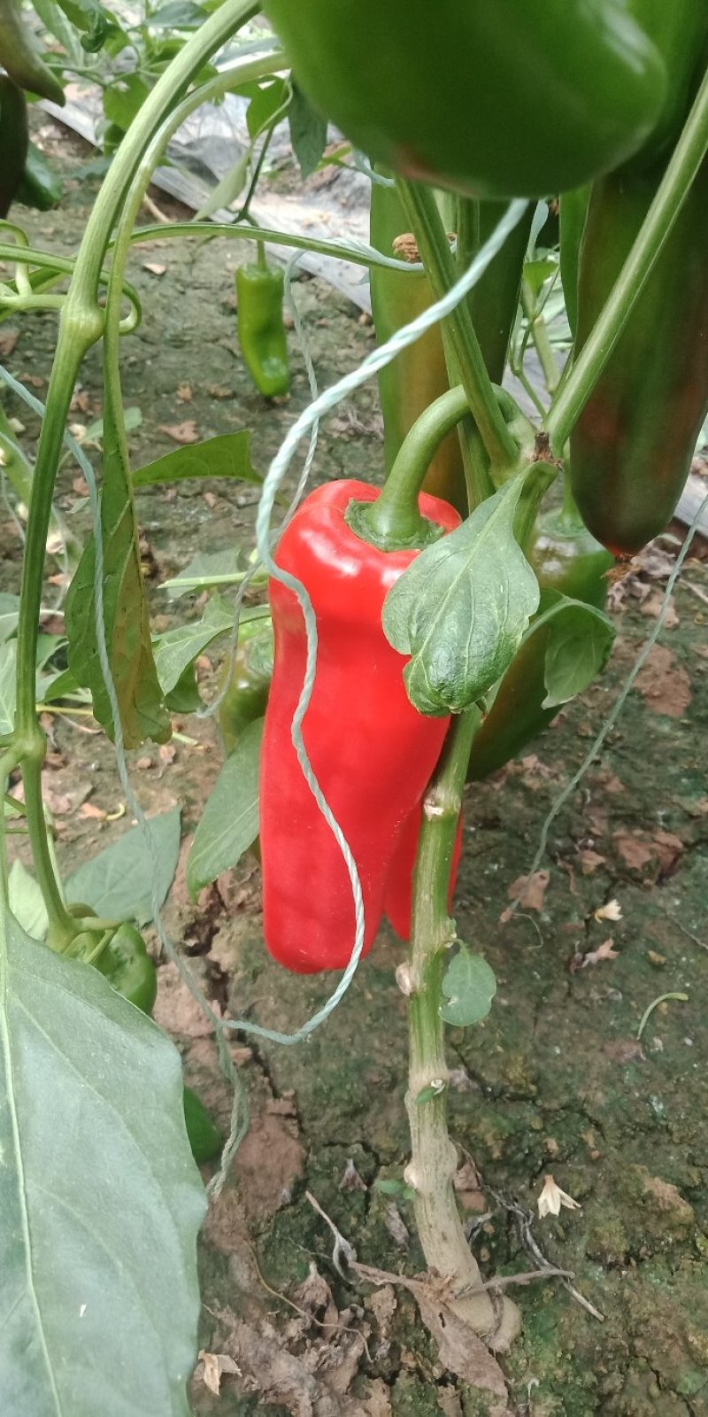 泡椒