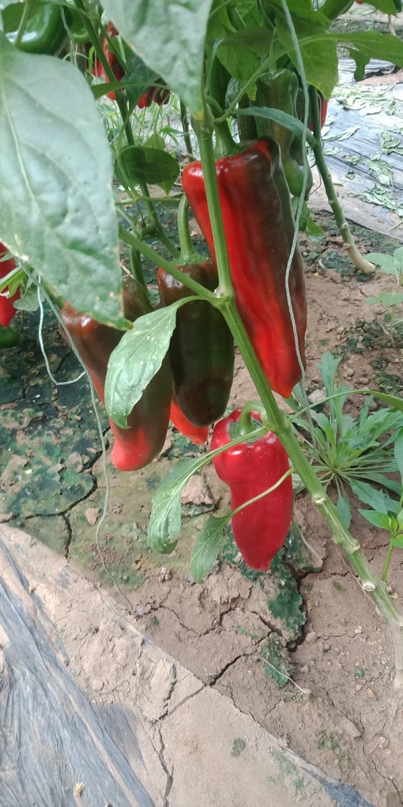 泡椒