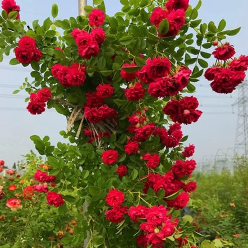 木香花苗可做(花墙:花架:栱门:走廊:花瓶)白色，黄色