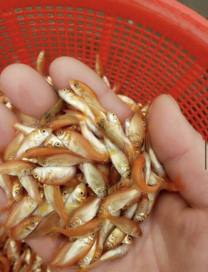 红鲤鱼苗兴国红鲤鱼苗批发鲤鱼苗量大从优