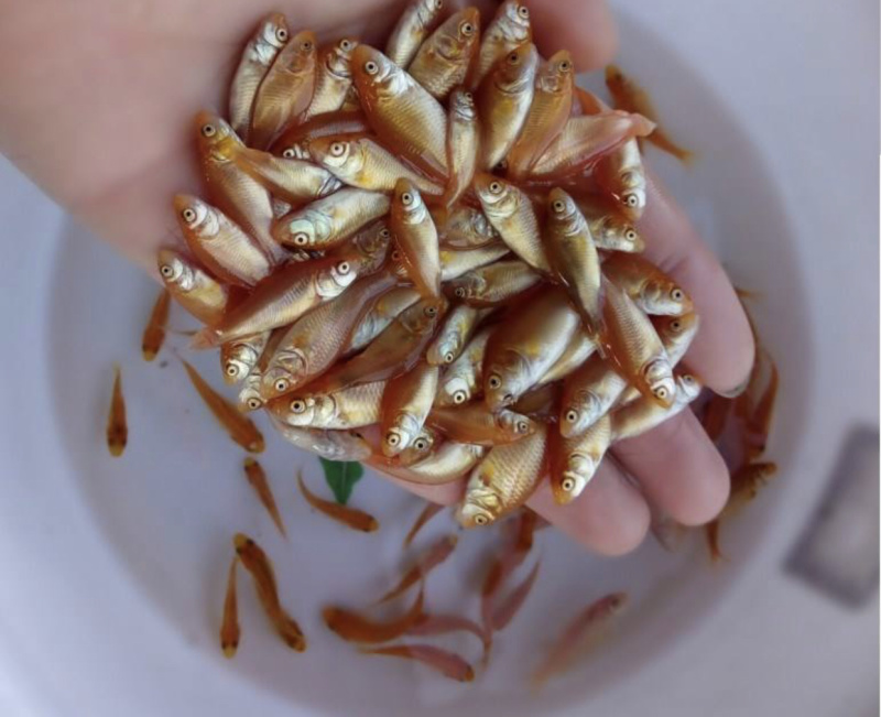 红鲤鱼苗兴国红鲤鱼苗批发鲤鱼苗量大从优