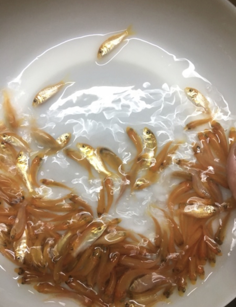 红鲤鱼苗兴国红鲤鱼苗批发鲤鱼苗量大从优
