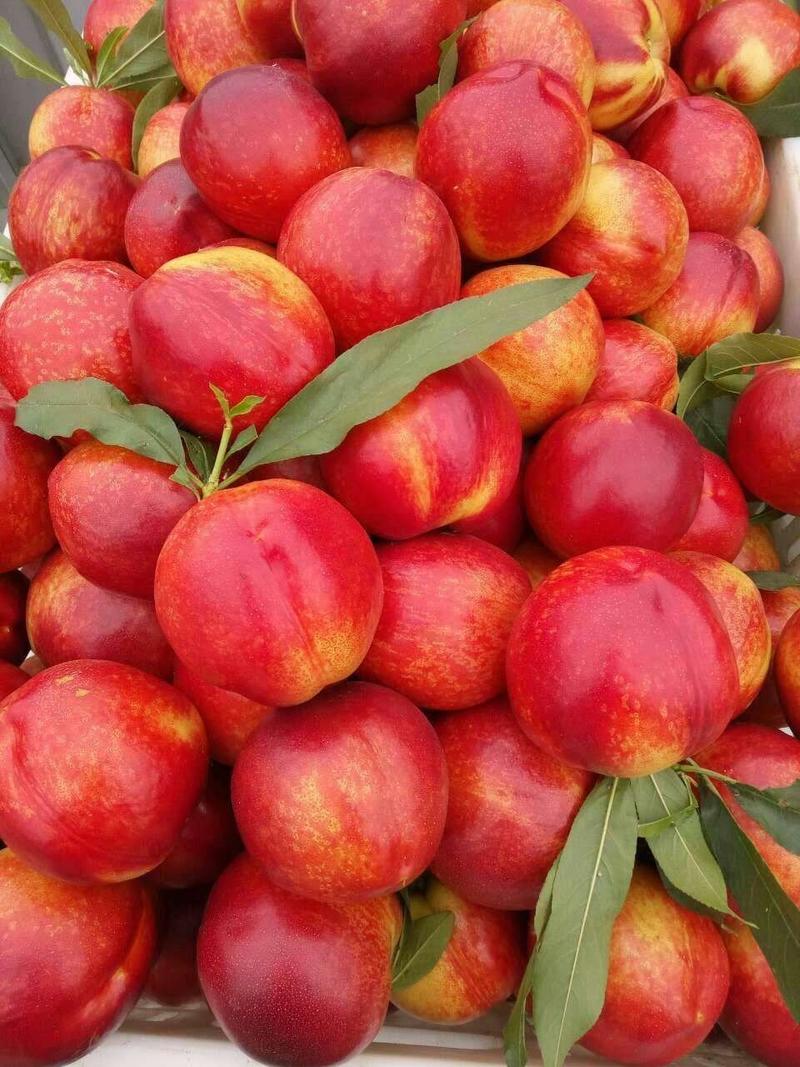 沂蒙山油桃货源充足价格美丽脆甜可口量大从优欢迎咨询
